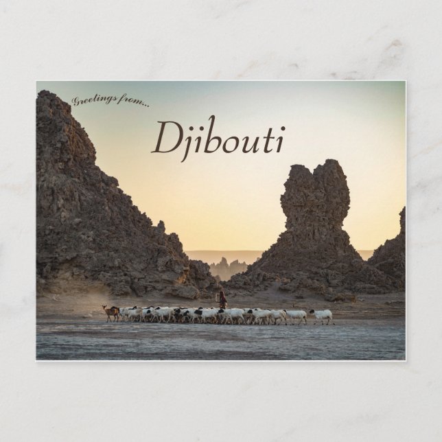Eine Ziegenherde in Lac Abbe Djibouti Postkarte (Vorderseite)