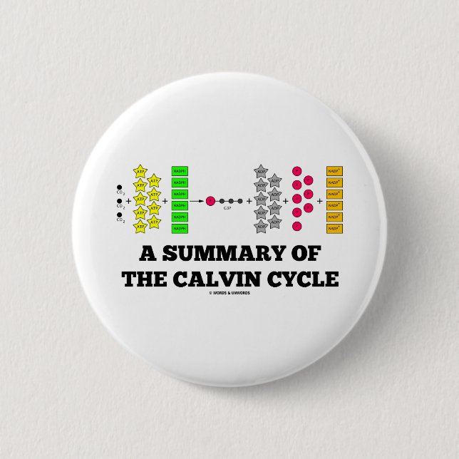 Eine Zusammenfassung des Calvin-Zyklus Button (Vorderseite)