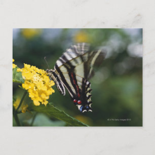 einen Schmetterling, in der Familie von Fracks ode Postkarte