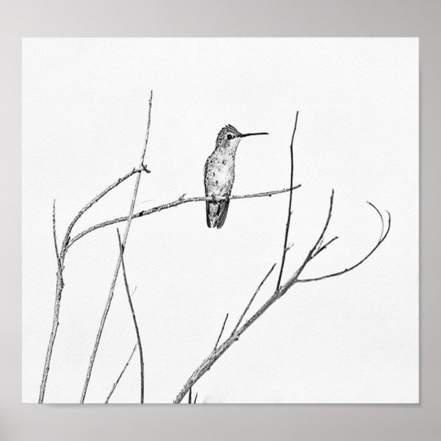 Einfach ein Hummingbird auf einem Stock Poster (Vorne)