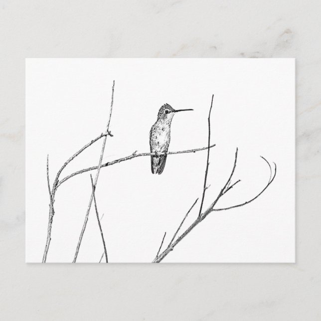 Einfach ein Hummingbird auf einem Stock Postkarte (Vorderseite)
