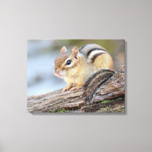 Einfach entzückender kleiner Chipmunk Leinwanddruck
