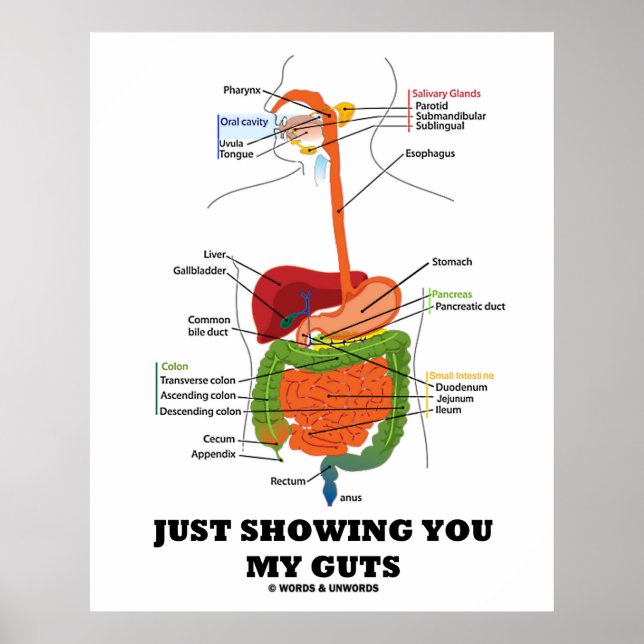 Einfach meine Gedanken zeigen (Digestive System Sp Poster (Vorne)