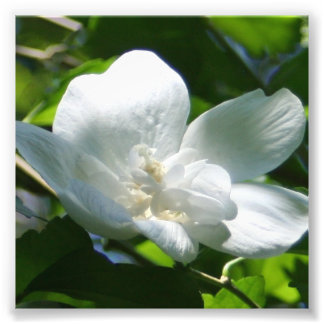 Einfach weiß fotodruck