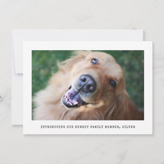 Einfache Foto Ankündigung von Adoptionen für Hunde (Vorderseite)
