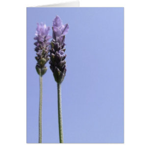 Einfache Lavendel-Blume