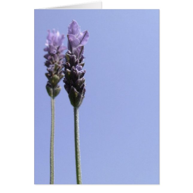 Einfache Lavendel-Blume (Vorne)