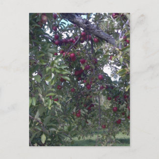 Einfache Lebensfreude Postkarte