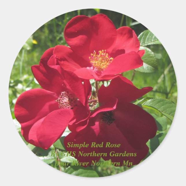 Einfache Rote Rosen Runder Aufkleber (Vorderseite)