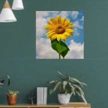 Einfache Sonnenblumenblume Botanische Fotografie C
