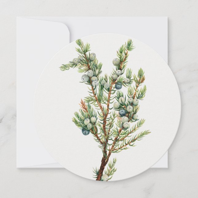 Einfache Vintage Botanische Bergjuniper Einladung (Vorderseite)