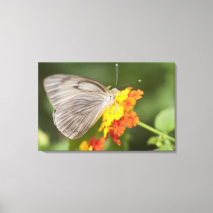 Einfacher Schmetterling auf den gelben und roten Leinwanddruck