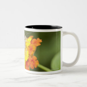 Einfacher Schmetterling auf den gelben und roten Zweifarbige Tasse