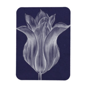 Einfarbige Tulpe III Magnet
