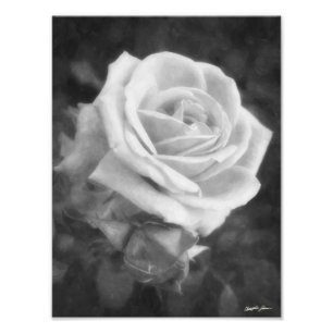 Einfarbiger heller Rosen-Druck Fotodruck