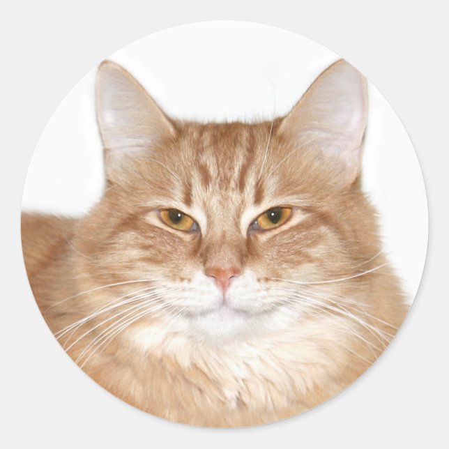 Eingebildete lächelnde Katze Runder Aufkleber (Vorderseite)
