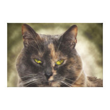 Eingebildeter Kitty - wollen was Sie? Leinwand Druck