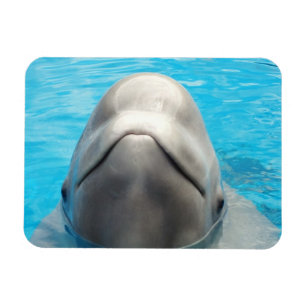Eingebildeter Weißwal-Wal-flexibler Magnet