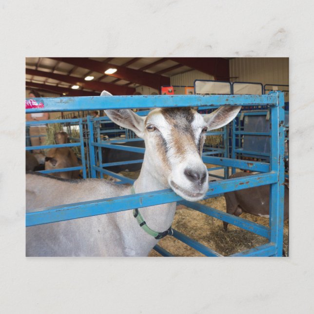 Eingesperrte Ziege Postkarte (Vorderseite)