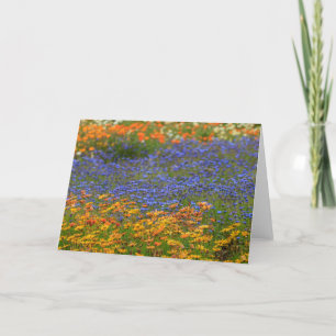 Einheimische Blume, Kapstadt Feiertagskarte