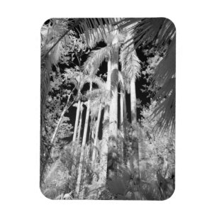 Einheimische Königspalmen in Fakahatchee Strand, Magnet