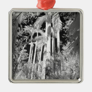 Einheimische Königspalmen in Fakahatchee Strand, Ornament Aus Metall