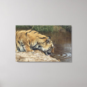Einhüllungswasser des Tigers (Panthera der Tigris) Leinwanddruck