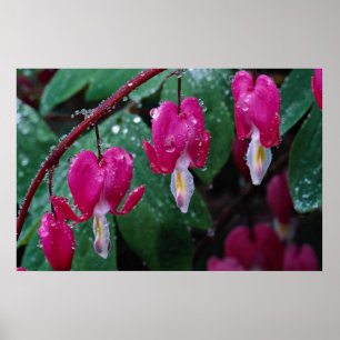 Einige Blumen der Herz-Pflanze und -wassers Poster