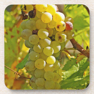 Einige Chasselas im Weinberg - vor langer Zeit gep Getränkeuntersetzer