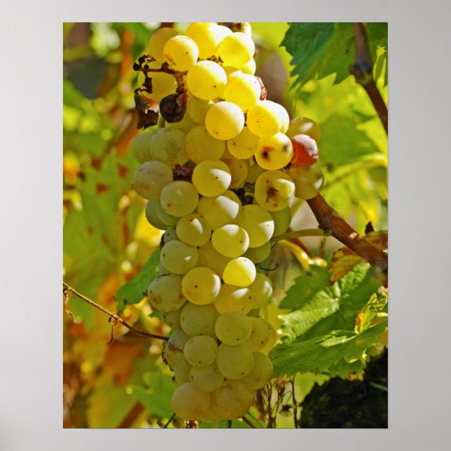 Einige Chasselas im Weingarten - lange gepflanzt Poster (Vorne)