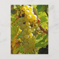 Einige Chasselas im Weingarten - lange gepflanzt