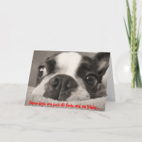 Einige Tage sind nur Floh und kein Kibble