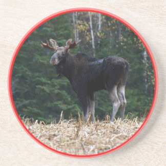 Einjährige Stier Elche Maines Getränkeuntersetzer