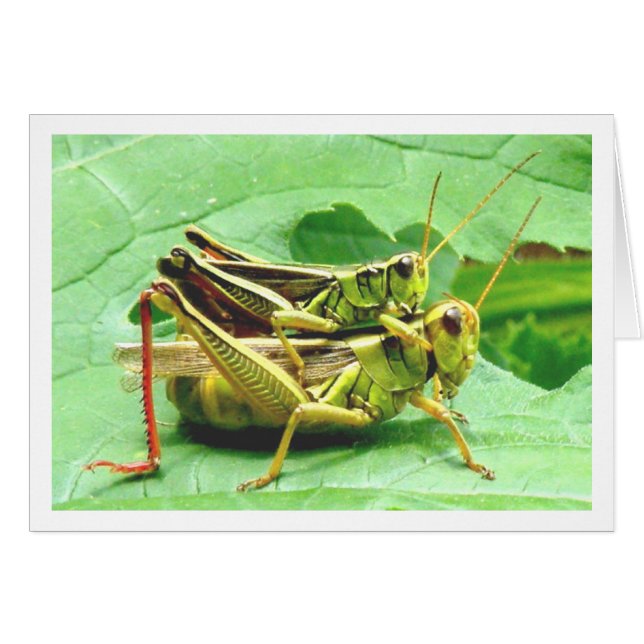 Einkäufer von Zucchini (Vorderseite (Horizontal))