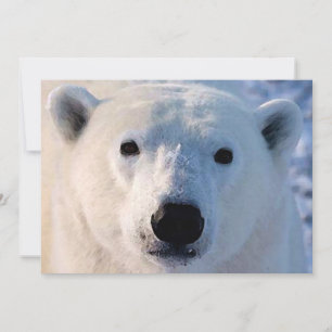 Einladung des Polarbären