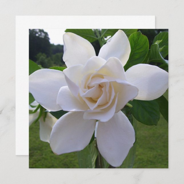 Einladung - Naturally Gorgeous Gardenia (Vorne/Hinten)