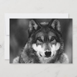 Einladung von Black & White Wolf