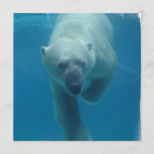 Einladungen für den Eisbären