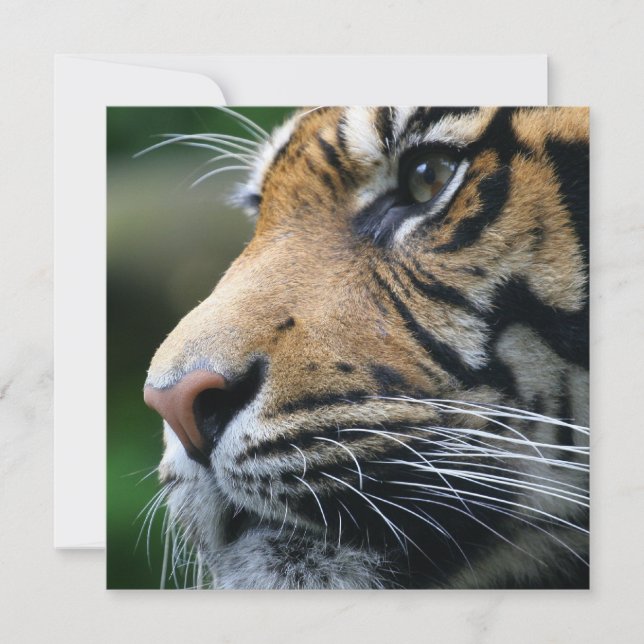 Einladungen für Tiger-Bilder (Vorderseite)