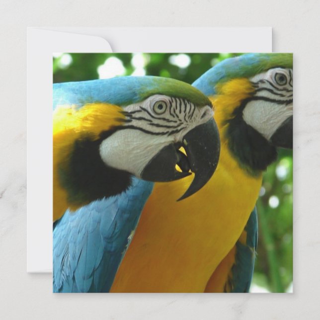 Einladungen zu Blue and Gold Macaws (Vorderseite)
