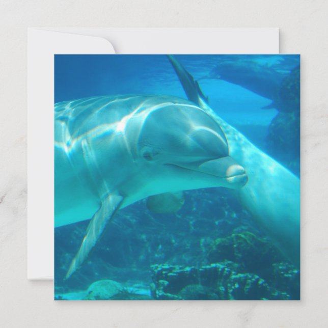 Einladungen zu verspielten Delphinen (Vorderseite)