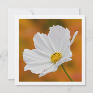 Einladungen zum White Cosmos Floral Square