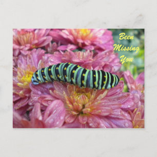 Einmalige Raupe "vermissten Sie" Postkarte