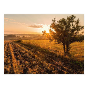 Einmaliger Baum auf dem nebeligen Feld im goldenen Fotodruck