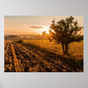 Einmaliger Baum auf dem nebeligen Feld im goldenen Poster