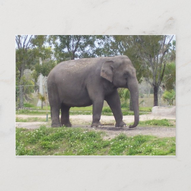 Einmaliger Elefant Postkarte (Vorderseite)