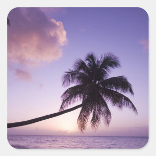 Einpalme bei Sonnenuntergang, Coconut Grove Strand Quadratischer Aufkleber