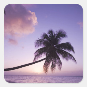 Einpalme bei Sonnenuntergang, Coconut Grove Strand Quadratischer Aufkleber