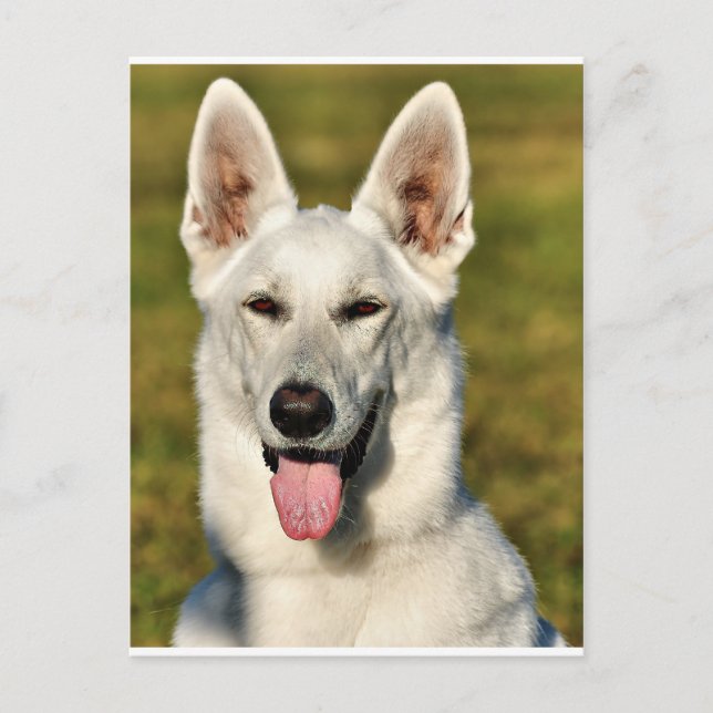 Einsam wie der Wolf Postkarte (Vorderseite)