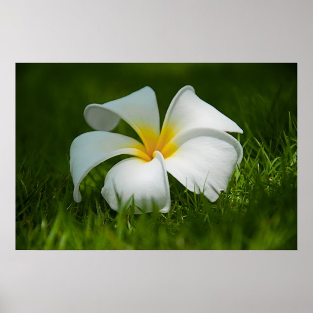 einsame Blume Poster (Vorne)